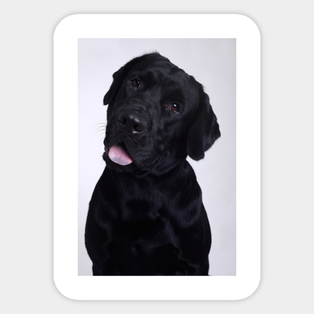 Black Labrador Sticker by kawaii_shop